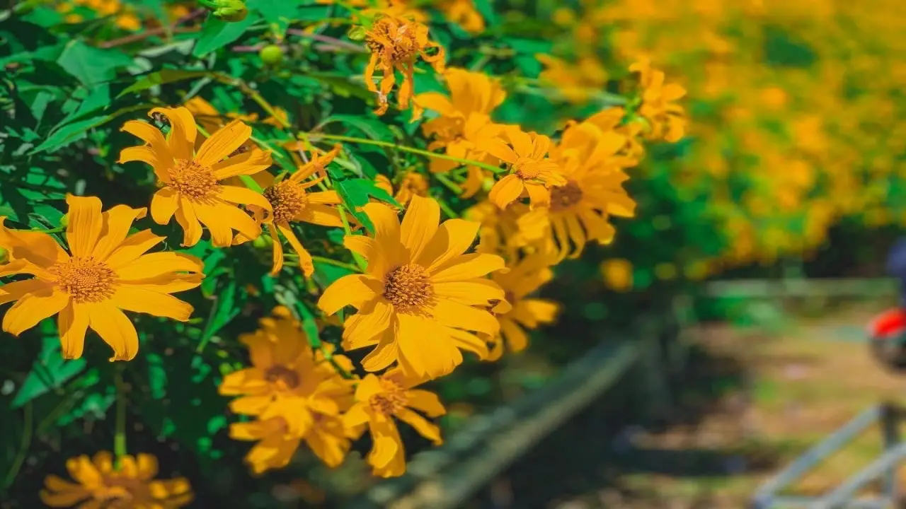 dok_bua_tong_ban_tee_baan_bua_mae_kham_flower_close_up